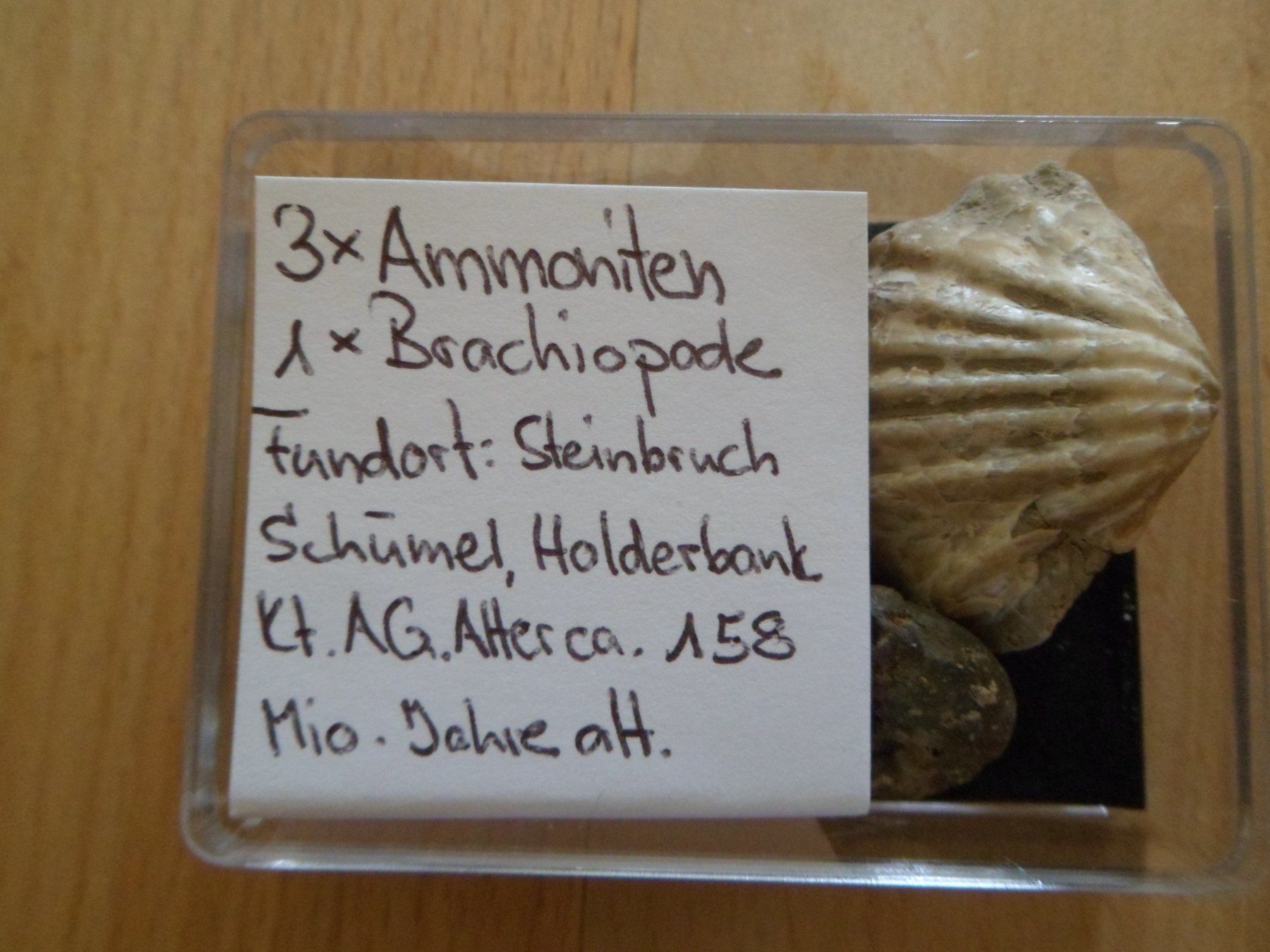Fossiles: Fossilien Schweiz – D'occasion à Affoltern am Albis par Fossil60 7