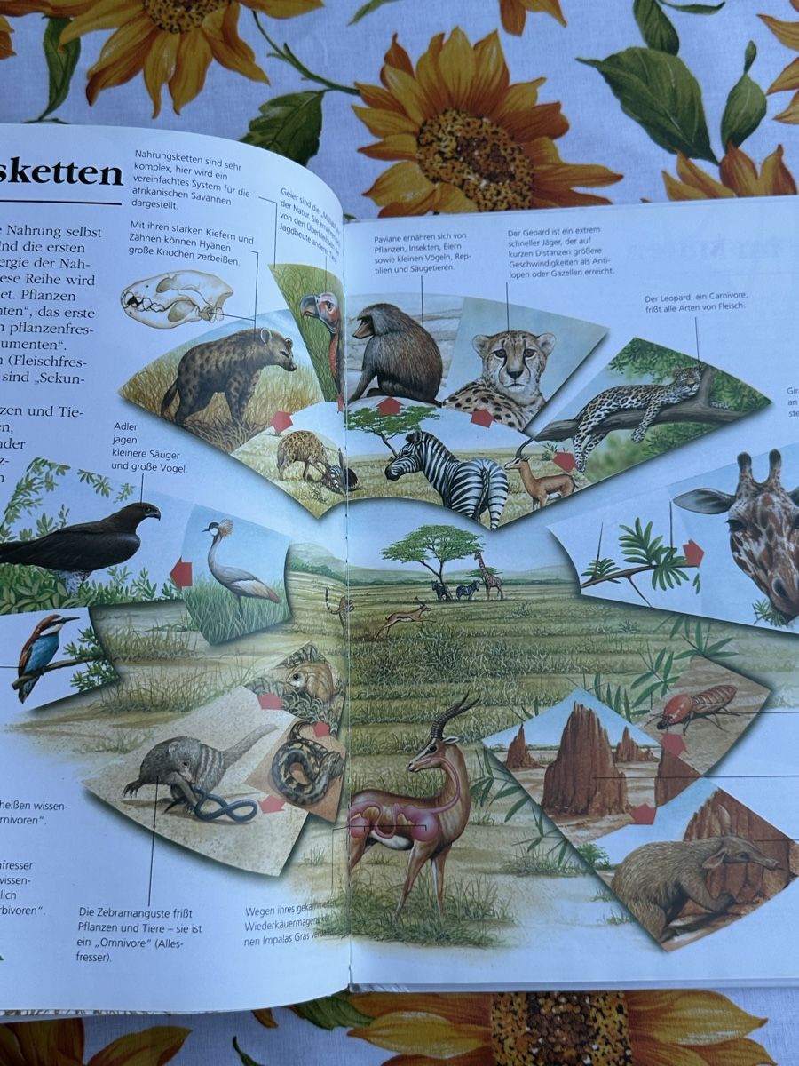 Libri: Alles über meine Welt - Kinderbuch - Michael Allaby – Usato da Wettingen venduto da hak_52m8 6