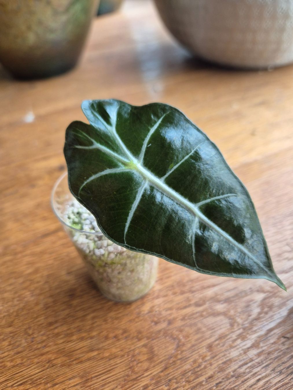 Piante & sementi: Alocasia Polly – Usato da Urtenen-Schönbühl venduto da Pflanzenherberge