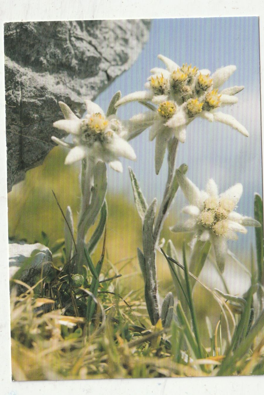 Cartoline postali: 10 Schöne Blumenkarten – Usato da Lumbrein venduto da made02 7