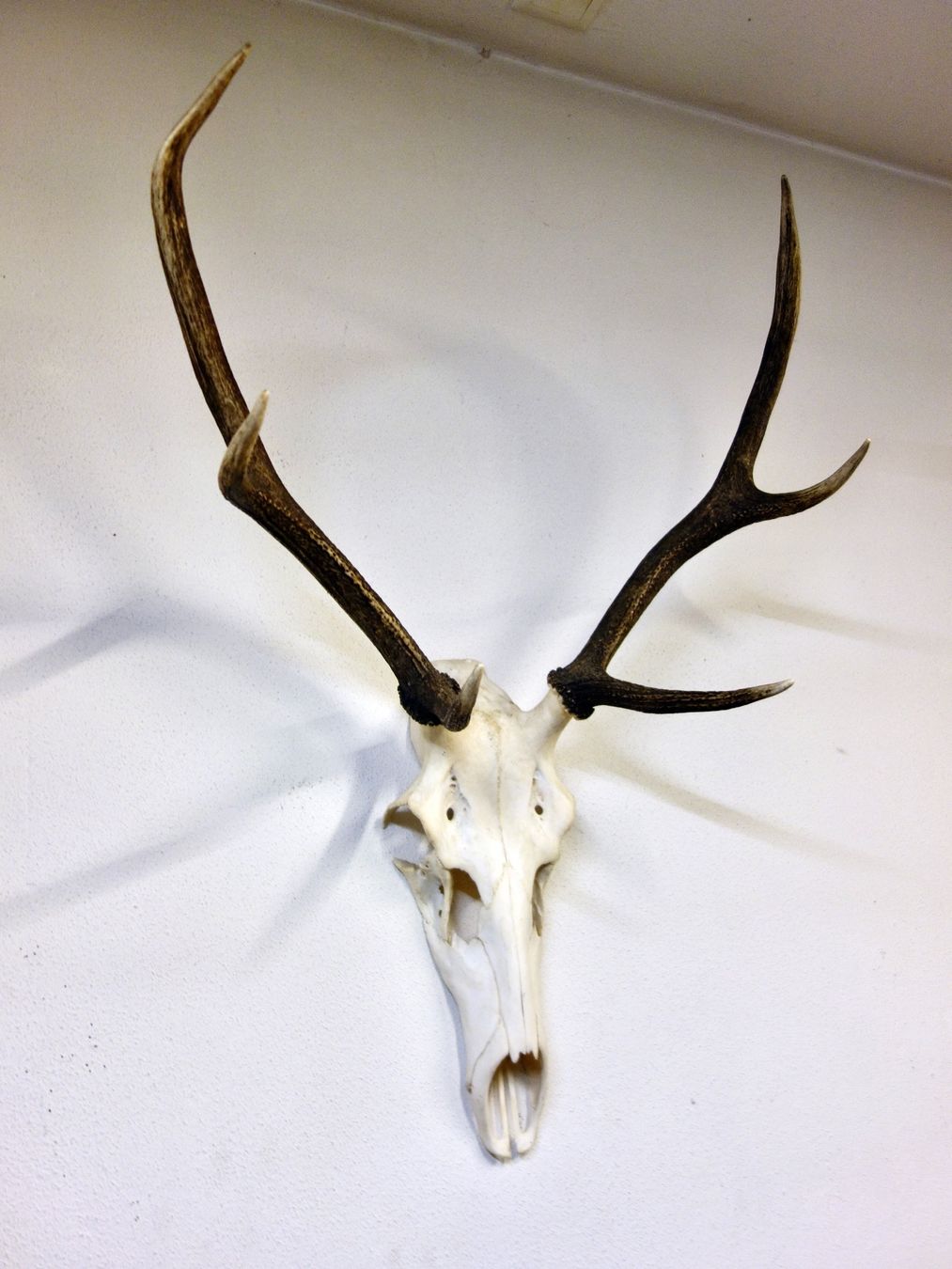 Altre raccolte & rarità: Hirschgeweih Trophäe Jagdtrophäe Deko Hirsch Geweih Schädel – Usato da Kerzers venduto da zimmergruen 2