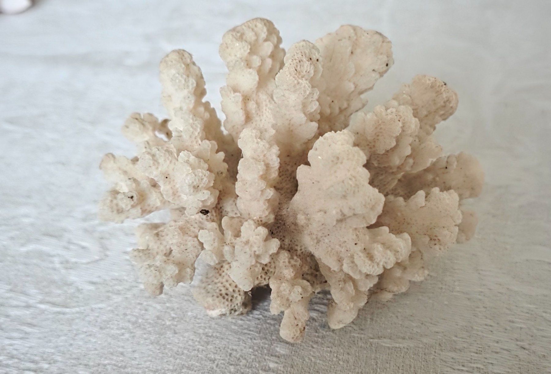 Fossili: Weisser Korallenbaum – Usato da Wittenbach venduto da rose_rosi