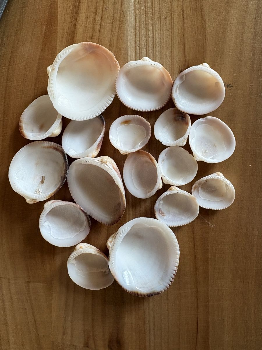 Tutte le decorazioni: über 3 kilo Muscheln – Usato da Rümlang venduto da resale35 4