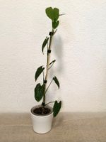 Monstera Membraceana Madison