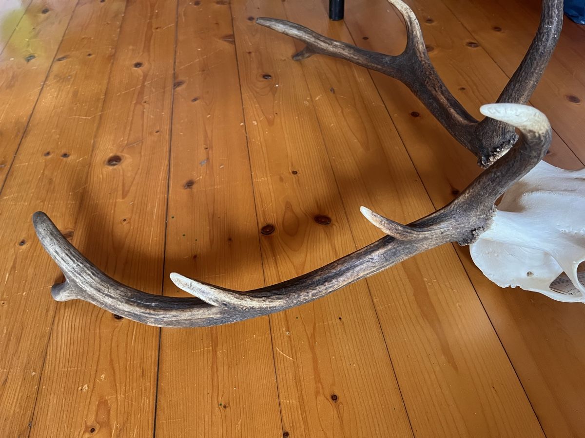 Altre raccolte & rarità: Hirschgeweih Wild Jäger Trophäe – Usato da Maienfeld venduto da DivicoHelveticus 4