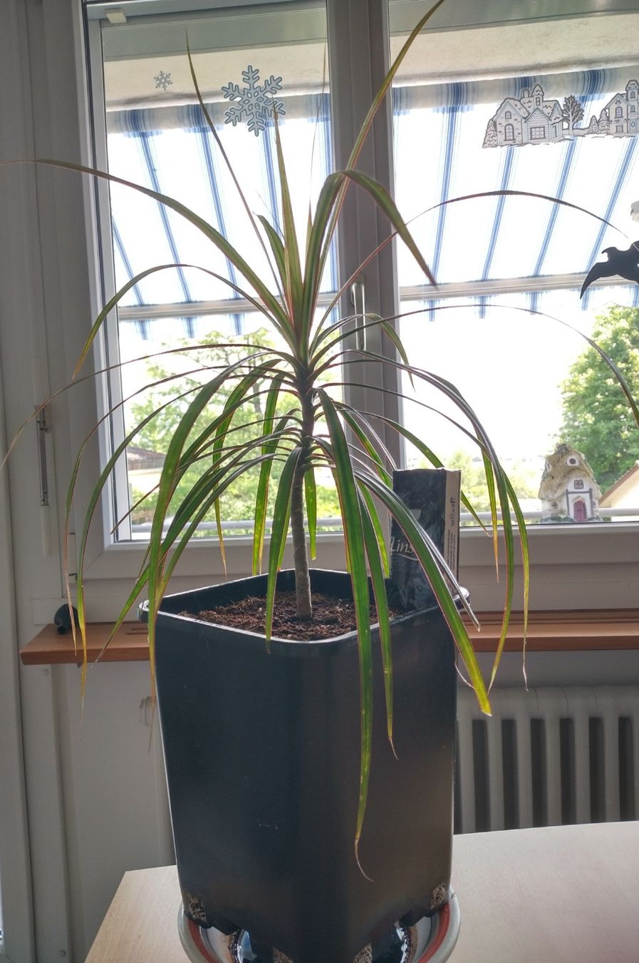 Pflanzen & Samen: Dracaena marginata, Drachenbaum - Zimmerpflanze – Neu (gemäss Beschreibung) aus Jona von Argus36 6