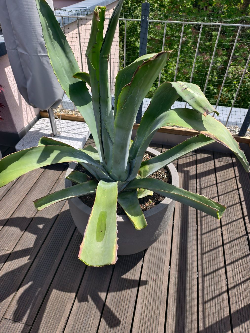 Pflanzen & Samen: Agave OHNE Topf – Gebraucht aus Wernetshausen von Weiskopfadler