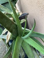 Riesiger Aloe im Granulat 