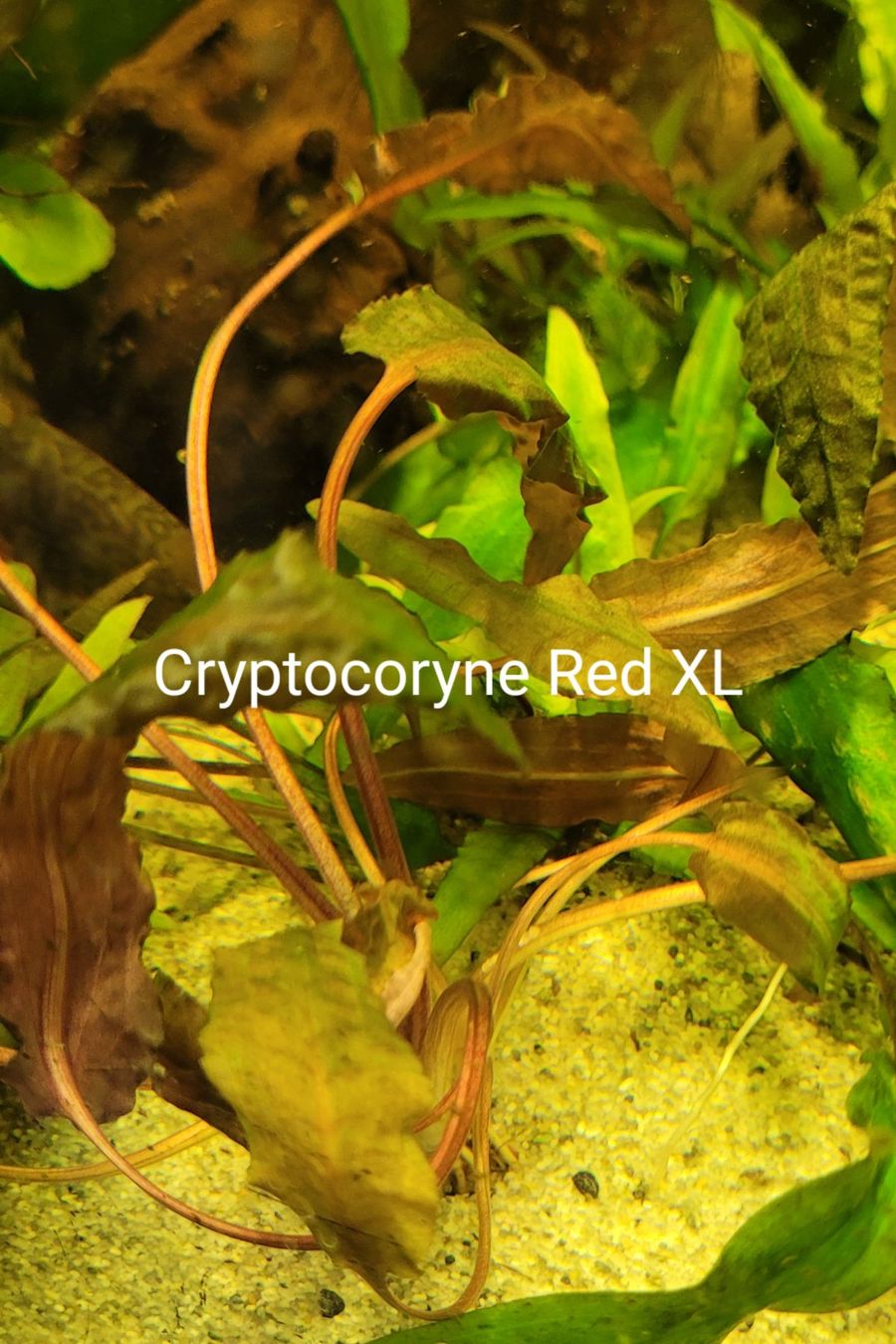 Pflanzen & Samen: Cryptocoryne red ou green – Gebraucht aus Saxon von Sebdem