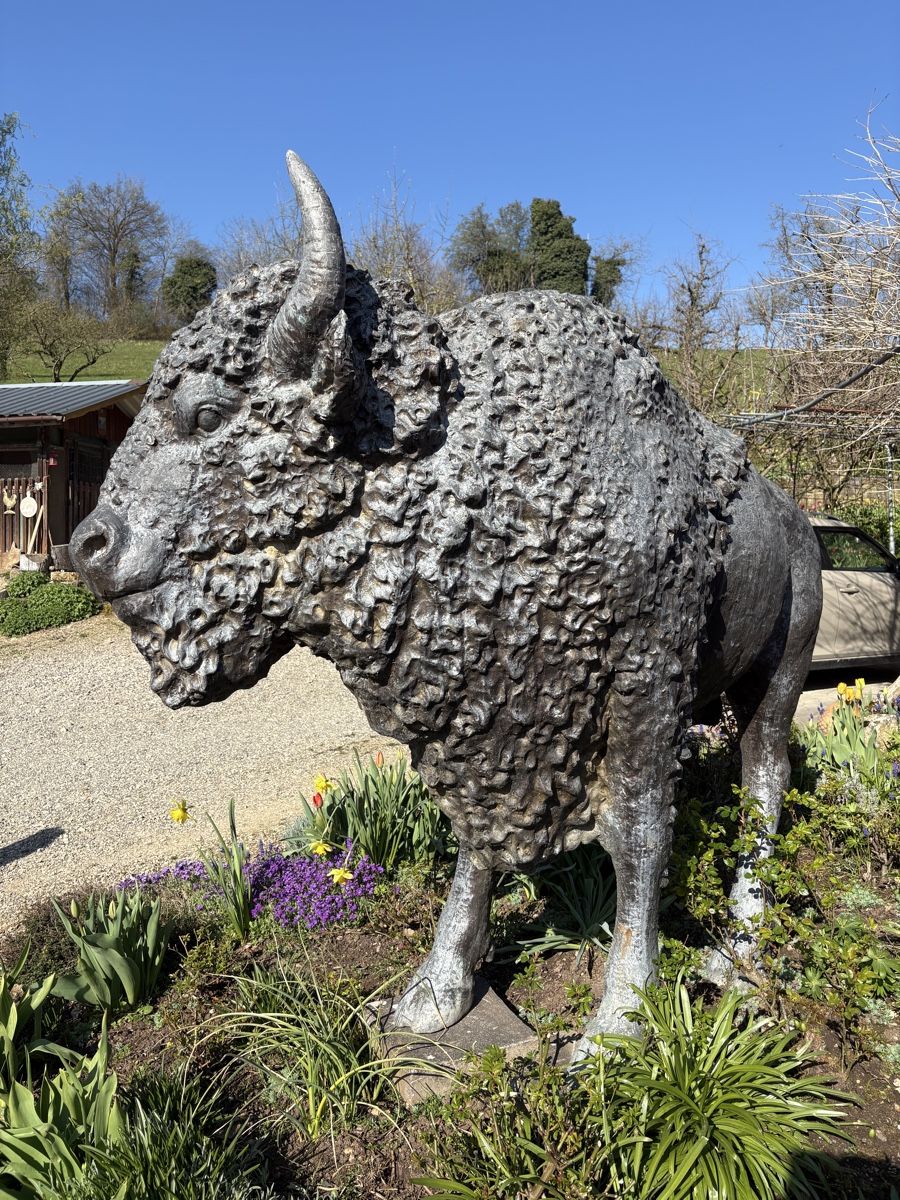 Sculture & Statue: Bronzeskulptur Bison lebensgross – Usato da Herznach venduto da kai_p5bm 1