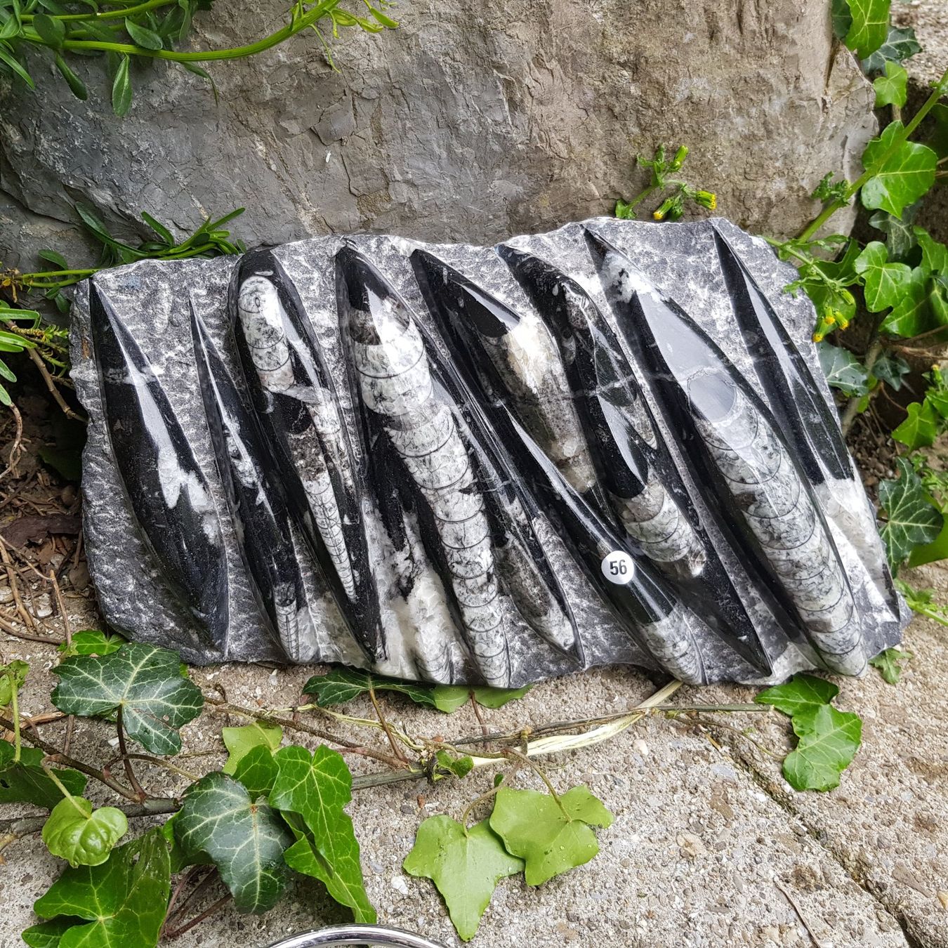 Fossilien: Orthoceras Platte 3.15Kg – Neu (gemäss Beschreibung) aus Schwanden-Brienz von Testudo06