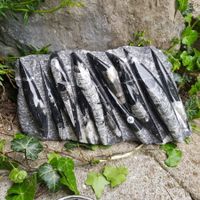 Orthoceras Platte 3.15Kg