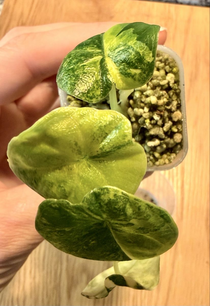Pflanzen & Samen: Alocasia Melo Aurea – Gebraucht aus Kaiseraugst von dka_b97z 4