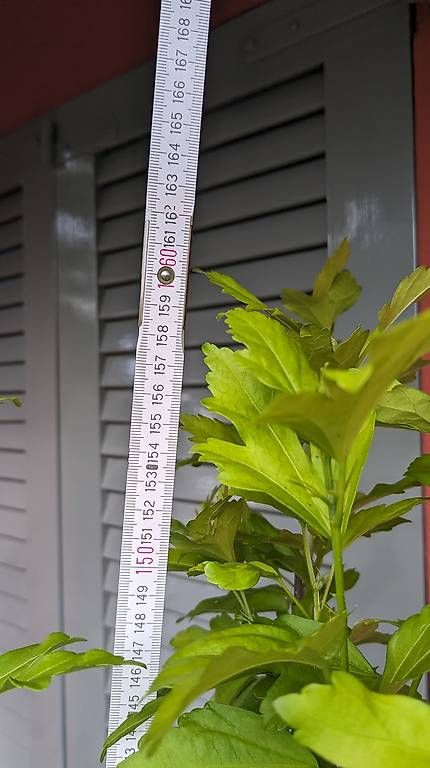 Pflanzen & Samen: Hibiscus – Gebraucht aus Möhlin von chrisscat 1