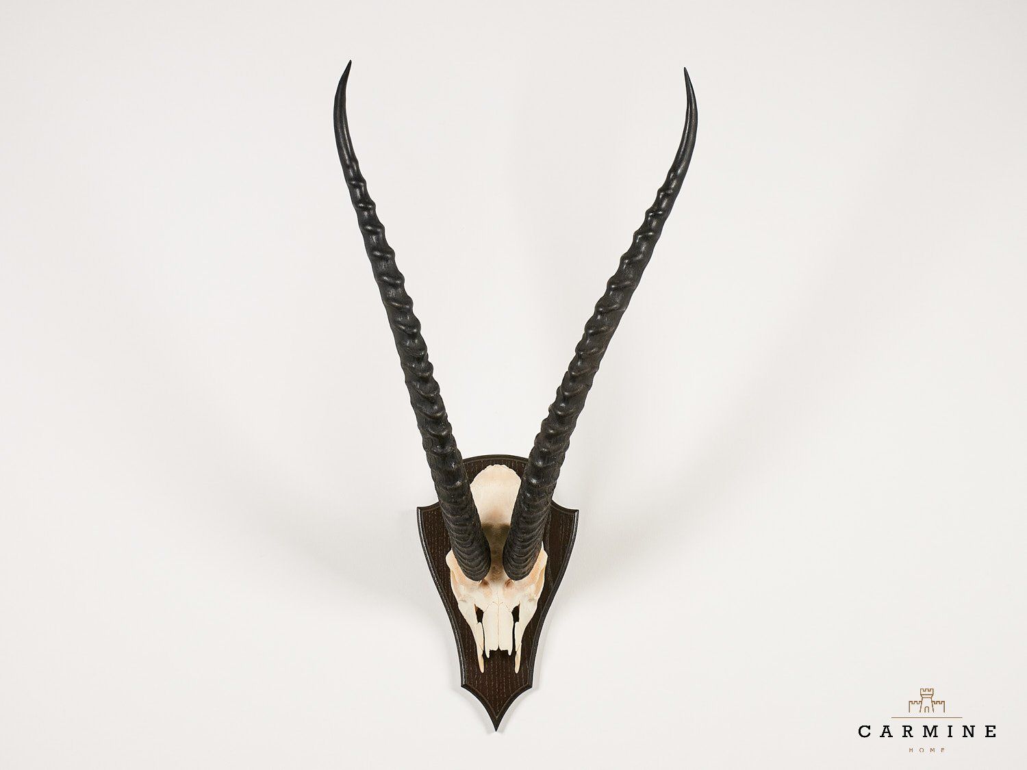 Sonstiges zum Sammeln & Seltenes: Antilopen Trophäe Afrika - Original Jagdtrophäe – Gebraucht aus Ostermundigen von CarmineHome