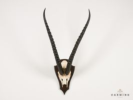 Antilopen Trophäe Afrika - Original Jagdtrophäe