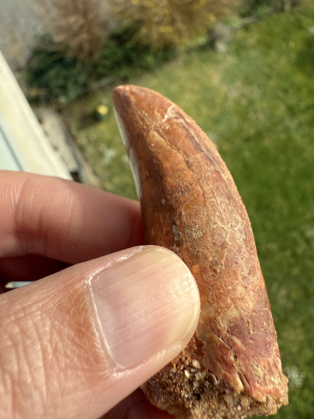 Fossili: Raubsaurierzahn Carcharodontosaurus saharicus – Usato da schüpfen venduto da rica122 3