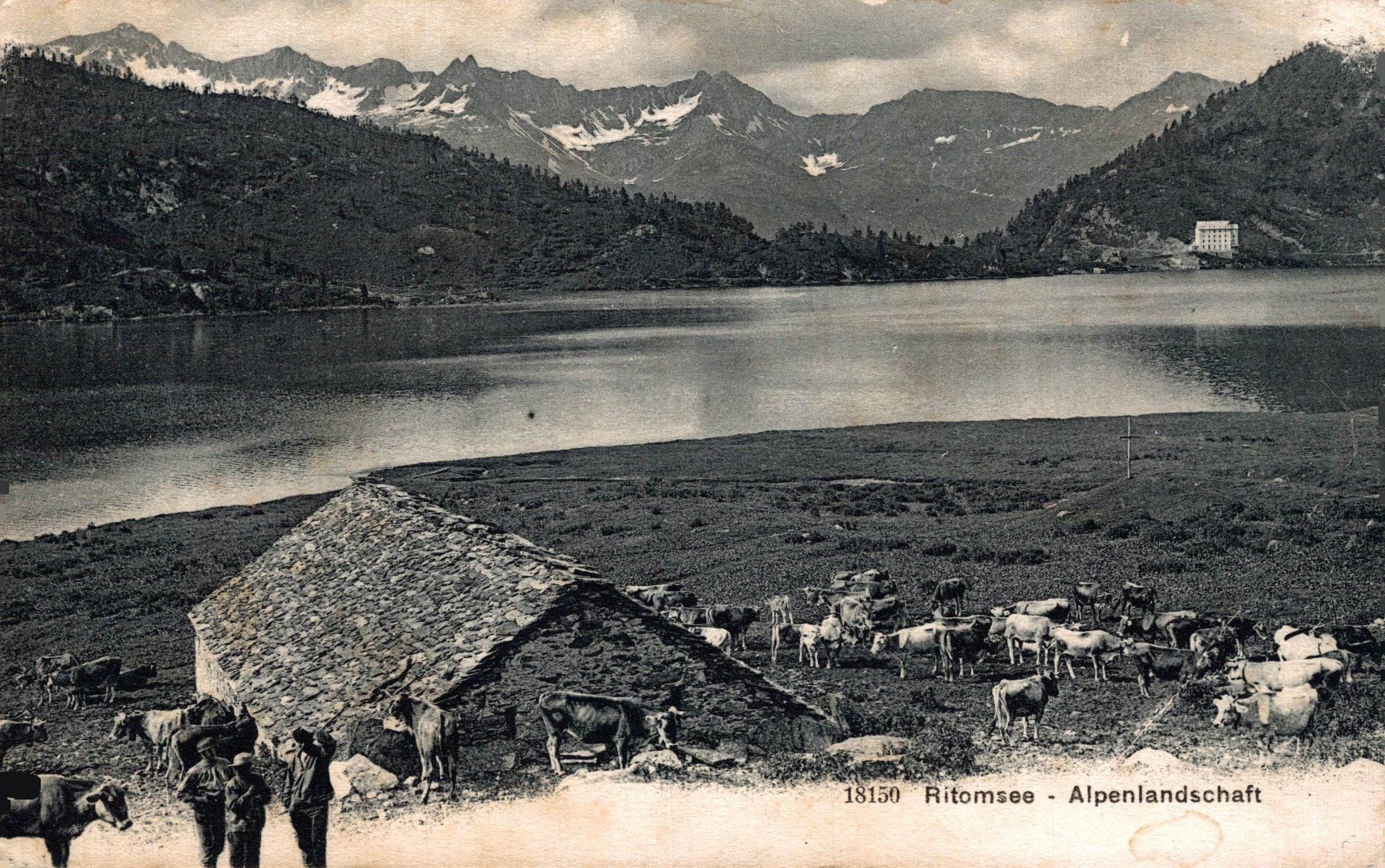 Cartoline postali: Ritomsee - Alpenlandschaft. Kuhherde – Usato da Bronschhofen venduto da Astore