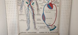 Wunderschönes Medizin Wandbild Französisch Nr 6 Doppelseitig