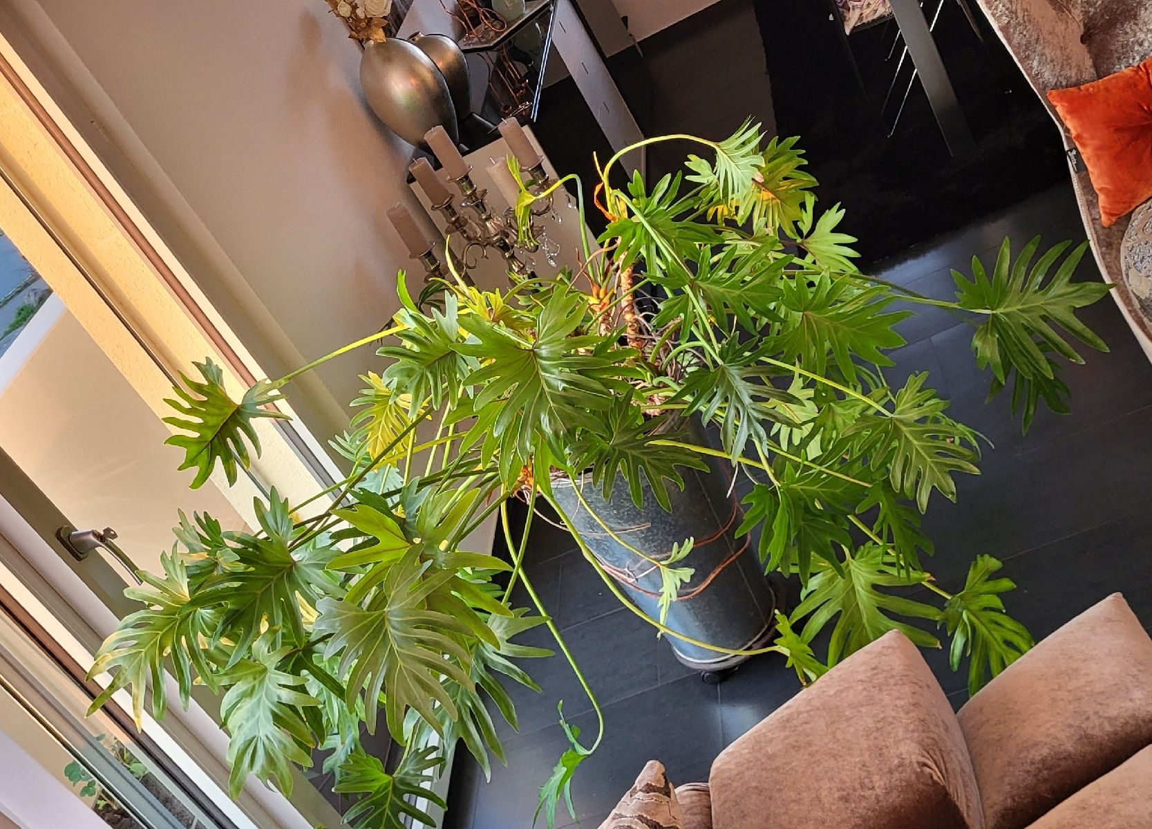 Piante & sementi: Grosser Philodendron Zimmerpflanze – Usato da islikon venduto da mir_8cbw 7