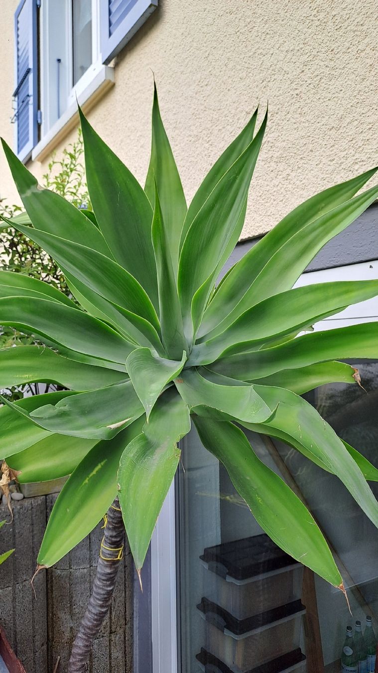 Piante & sementi: Agave attenuata – Usato da Subingen venduto da pat_j5m9 3