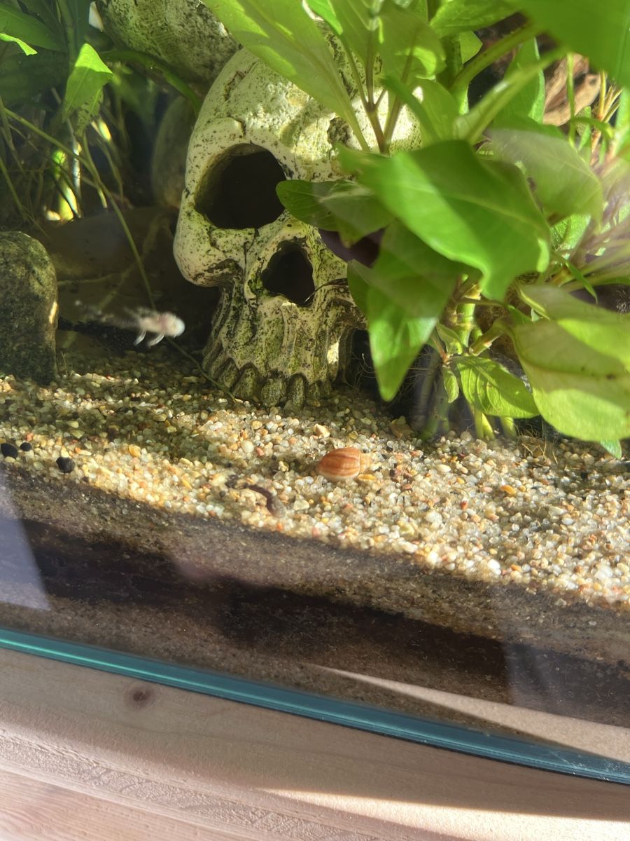 Aquarium: Antennenwelse 2-3 cm – D'occasion à arbon par michiboesch