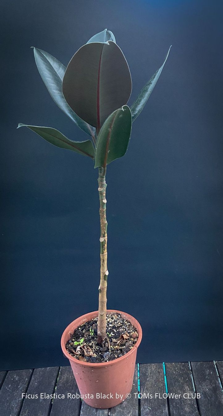 Pflanzen & Samen: Ficus Elastica Robusta Black - "schwarzer Gummibaum" – Neu und originalverpackt aus Adliswil von TAKEYOURPLANT 2