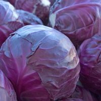 300 Samen roter Kohl RED ACRE