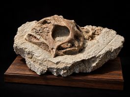 Psittacosaurus sp. Jungtier - Schädel auf Matrix