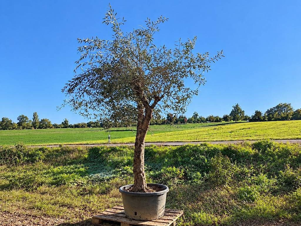 Piante & sementi: Olivenbaum "Olea Europea 015 " Winterhart" – Nuovo e nell'imballaggio originale da Zuckenriet venduto da Thur_Plant