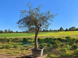 Olivenbaum "Olea Europea 015 " Winterhart"