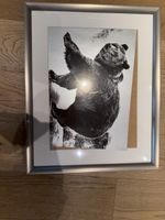 Wandbild Bär mit Silberrahmen IKEA Silverhöjden 40x50cm