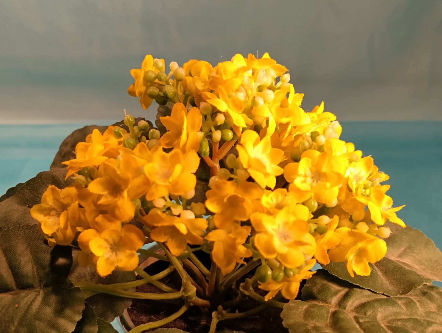 Pflanzen & Samen: Kalanchoe im Topf, gelb – Gebraucht aus Bellach von JingleCherry 1