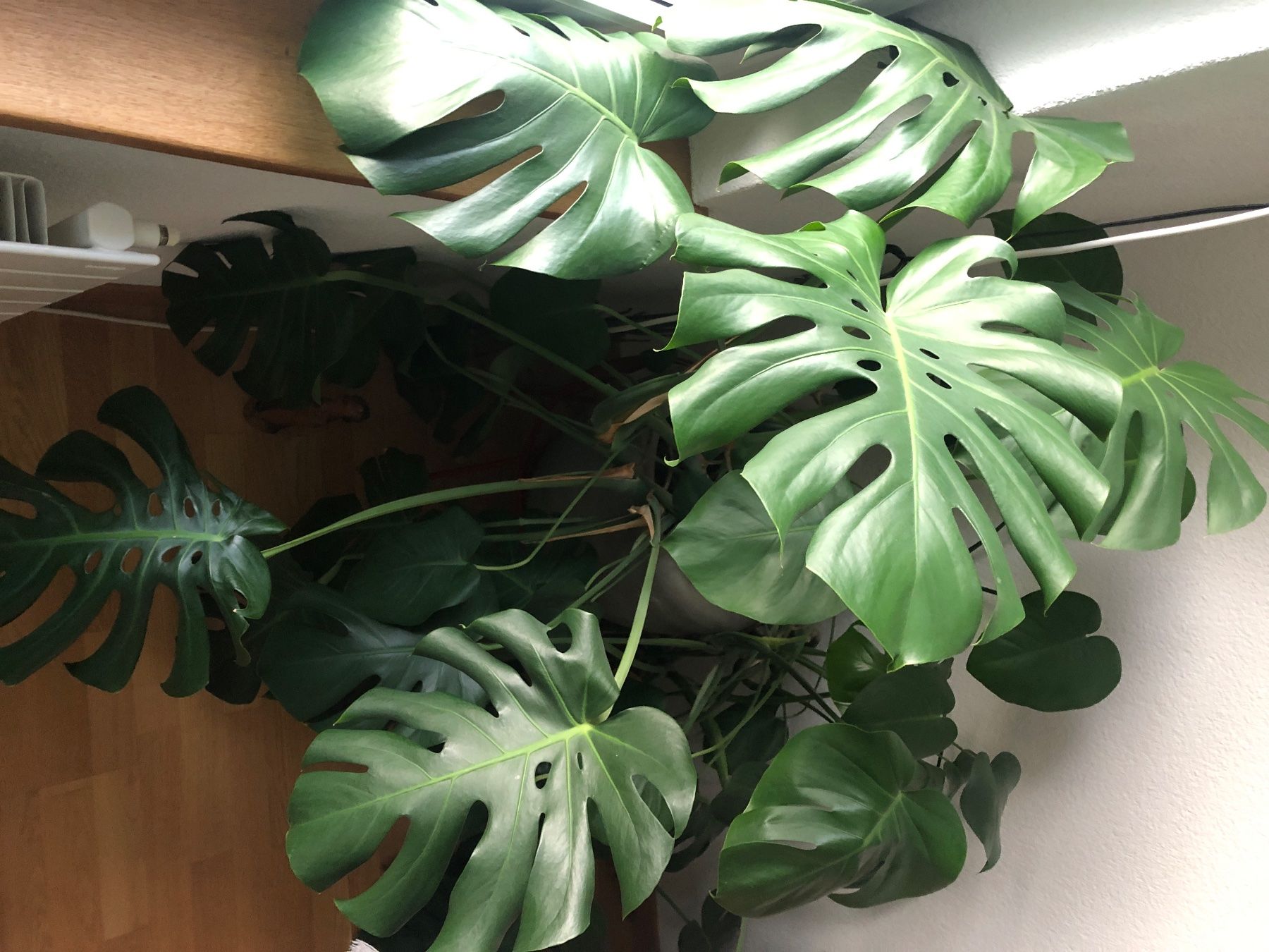 Piante & sementi: Steckling v. Monstera XXL – Usato da Zuerich venduto da Isabelle 2