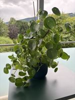 Zimmerpflanze Pilea peperomioides ca.60cm inkl. Topf