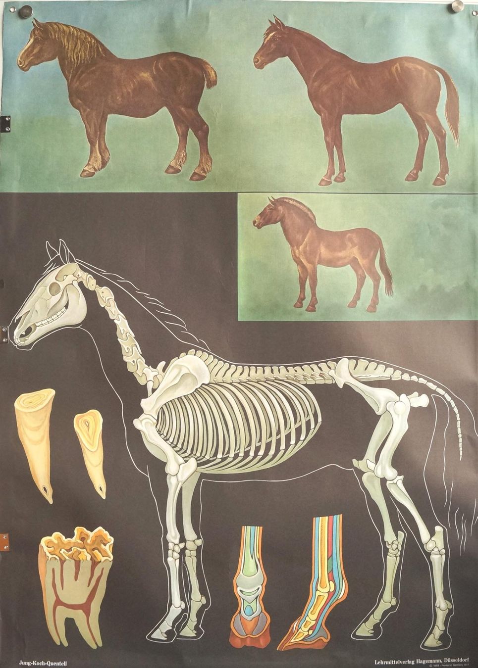 Foto & Immagini: Schulwandbild Pferd - Anatomie - Top Zustand! – Usato da Härkingen venduto da sammelbecken