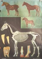 Schulwandbild Pferd - Anatomie - Lehrtafel mit Holzstäbe