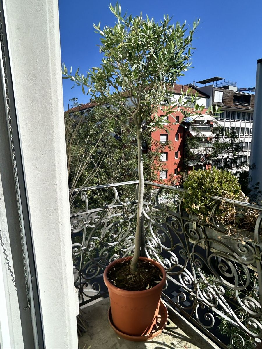 Piante & sementi: Olive Tree in Pot Healthy Condition – Usato da Zürich venduto da Mistral61 6