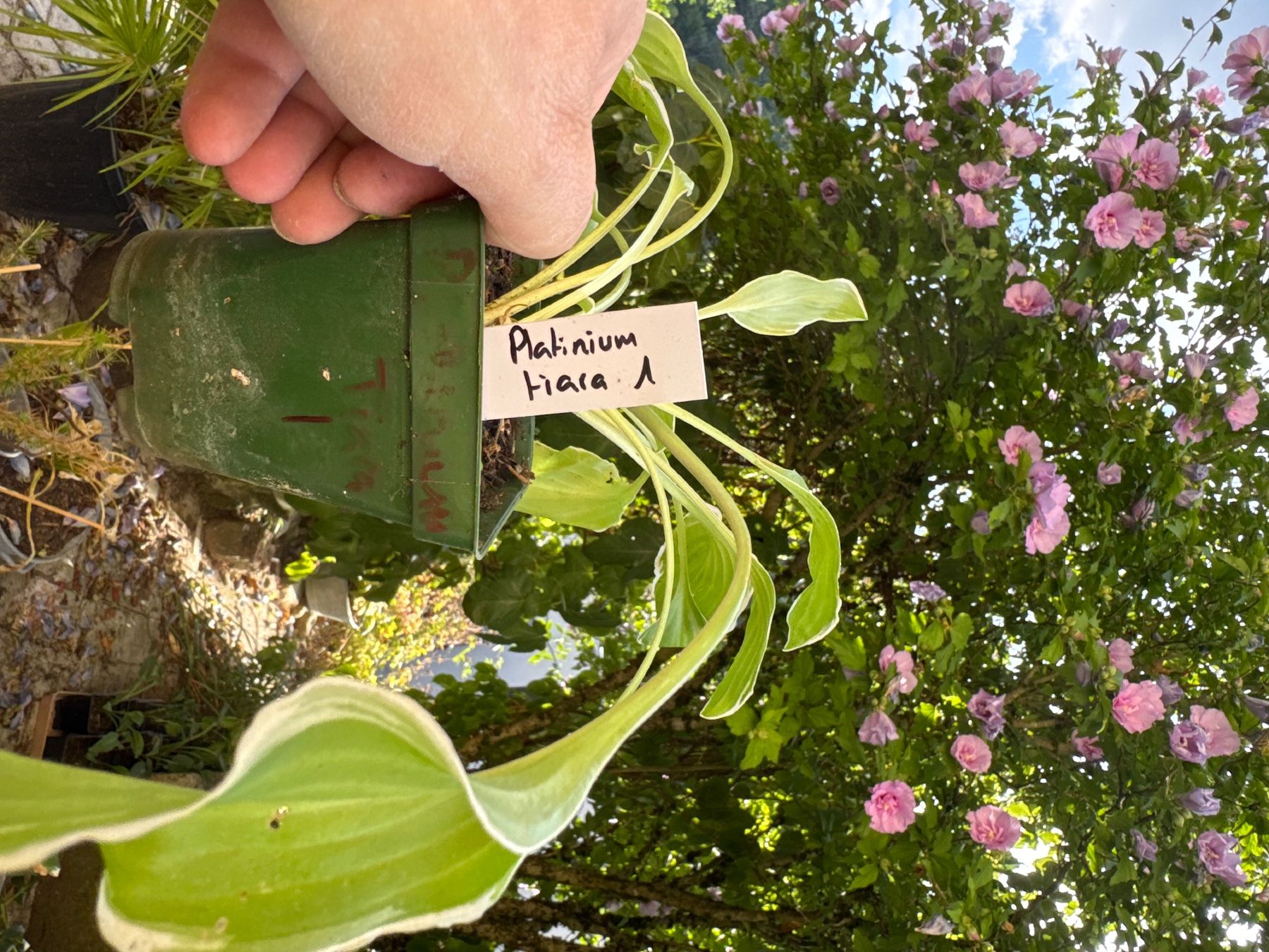 Pflanzen & Samen: Hosta platinium tiara 1 – Gebraucht aus Lajoux JU von Briard0