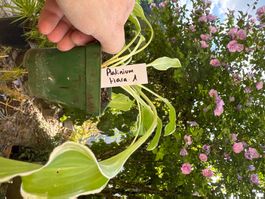Hosta platinium tiara 1