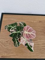 Alocasia black velvet pink variegata #3