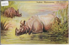 Indian Rhinoceros - Rhinozeros - Nashorn