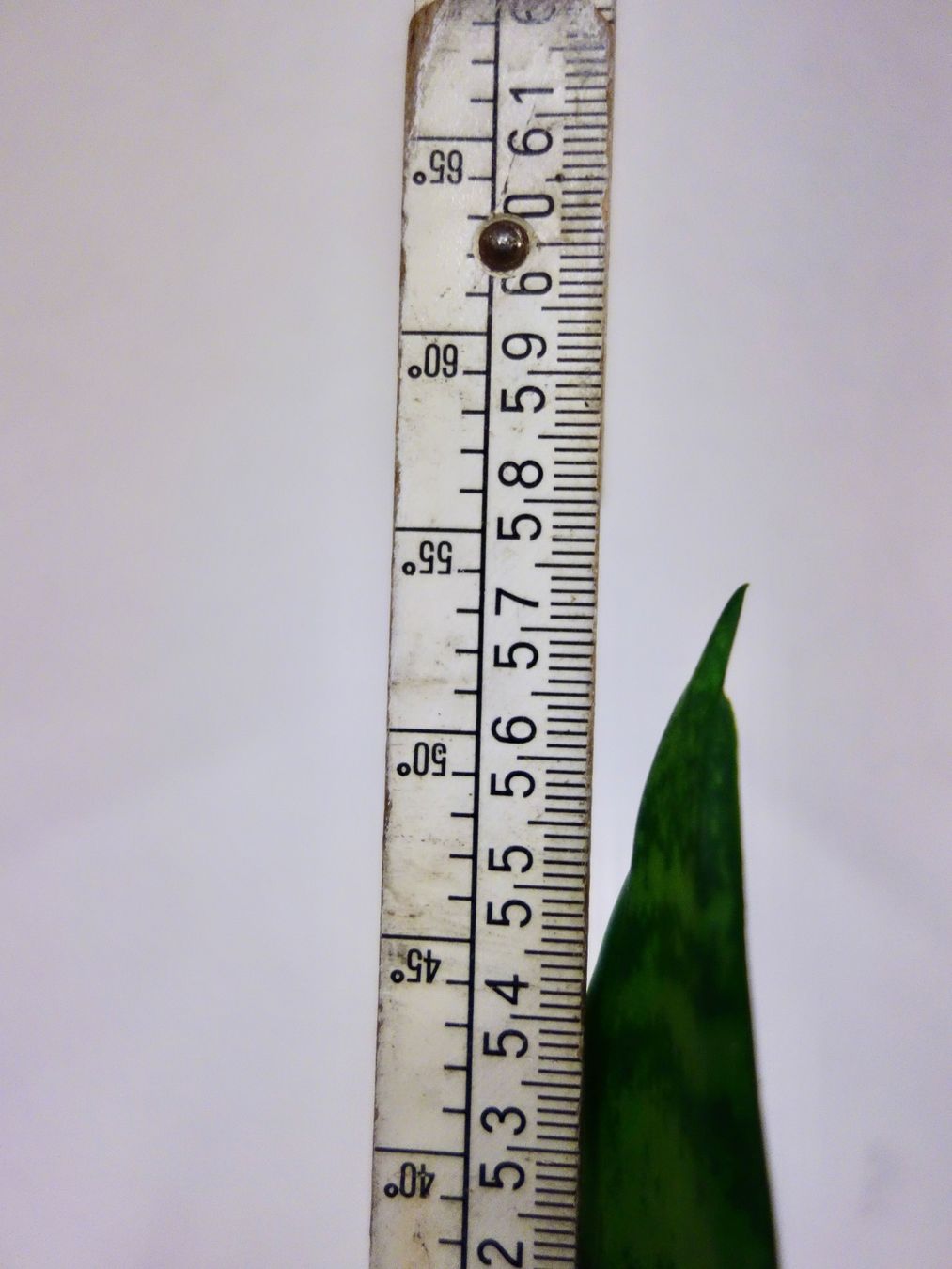 Pflanzen & Samen: Bogenhanf Sansevieria Trifasciata – Neu (gemäss Beschreibung) aus Kerzers von zimmergruener 6