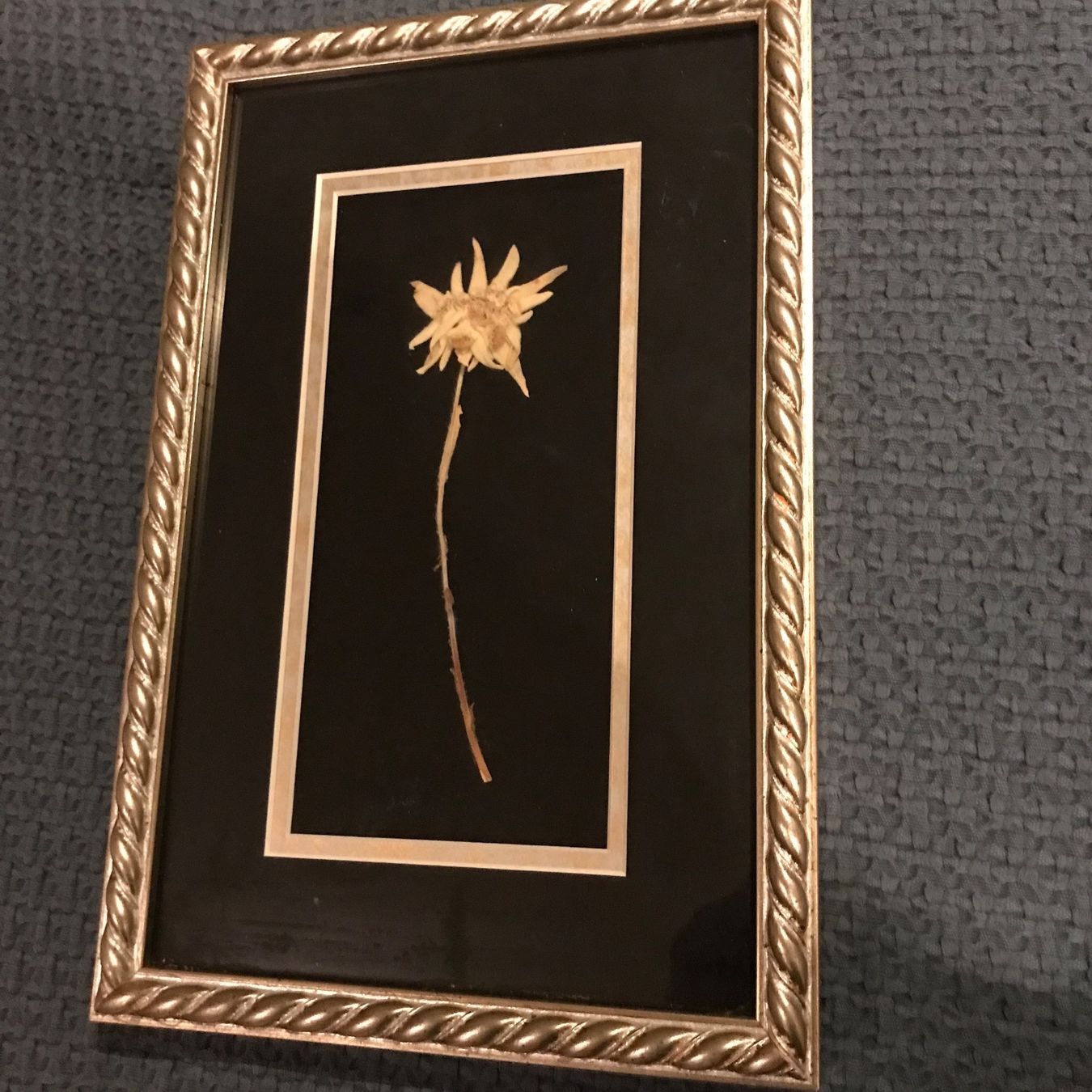 Alle Dekorationen: Cadre doré, edelweiss séché sous verre – Gebraucht aus Bellevue von cou_7g9g