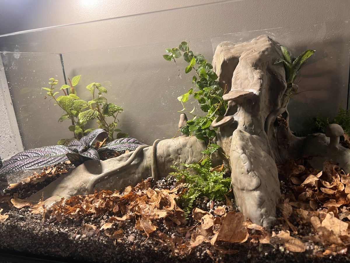 Terrario: Terrarium 60x30x40 – Nuovo (secondo la descrizione) da Kriessern venduto da greenhellexoticsch 3