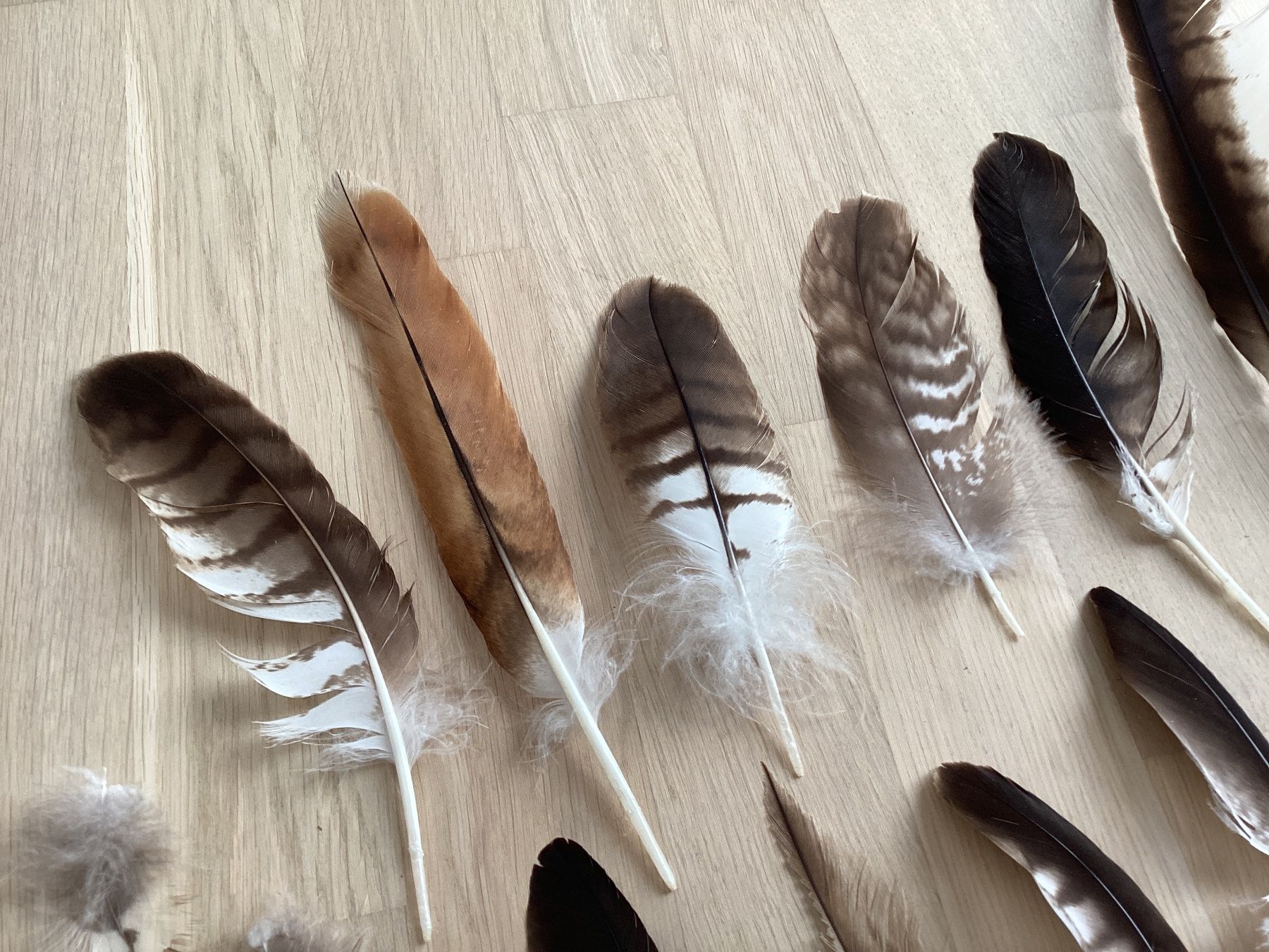 Welt der Tiere: Rotmilan und Mäusebussard Federn 3 – Gebraucht aus Flawil von Barschfreak 1