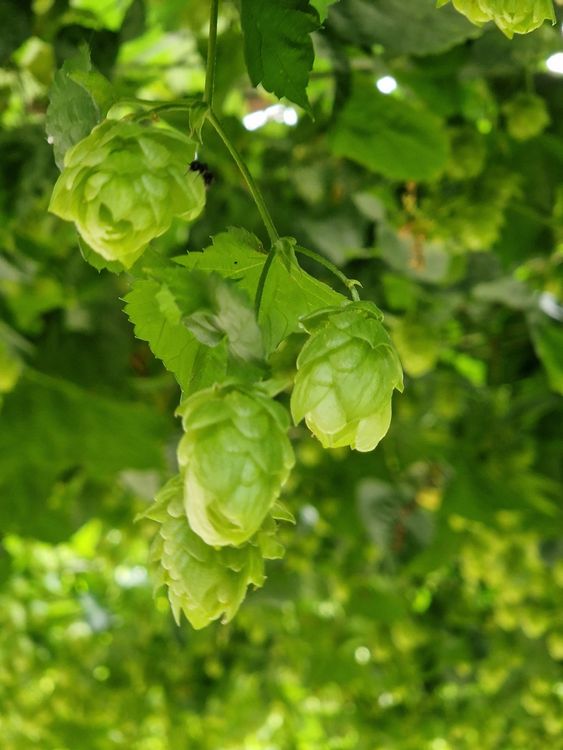 Hopfen Pflanze Sichtschutz winterhart schnellwachsend Kaufen auf Ricardo