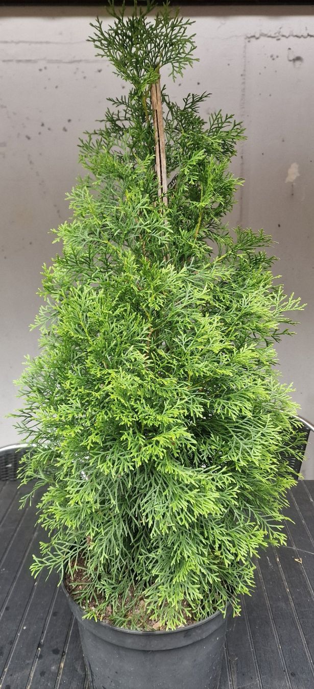 Piante & sementi: Lebensbäume Thuja im Topf ca.100 cm. – Usato da Uerkheim venduto da Justi.y 2