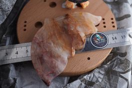 Flügel    Aus Hämatit   Quarz      Ab 1.-(1)