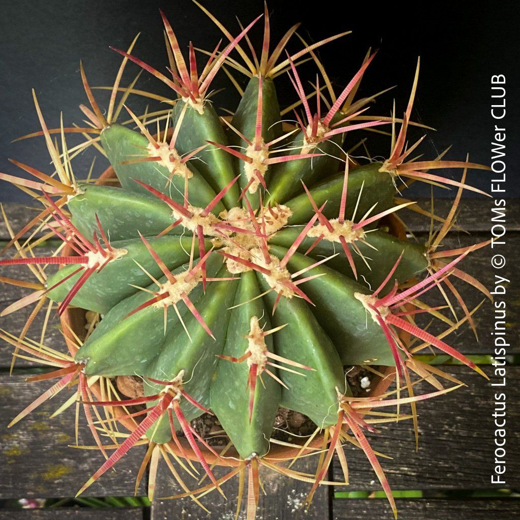Pflanzen & Samen: Ferocactus Latispinus - Sonne liebender Kaktus – Neu und originalverpackt aus Adliswil von astom369 6
